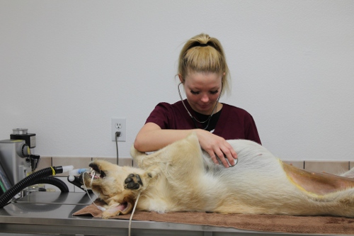 Veterinary Technician Monitoring Anesthesia